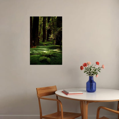 Lush Forest Floor And Tall Trees Nature Poster Wall Art Print Home Wall Decor - xonomax