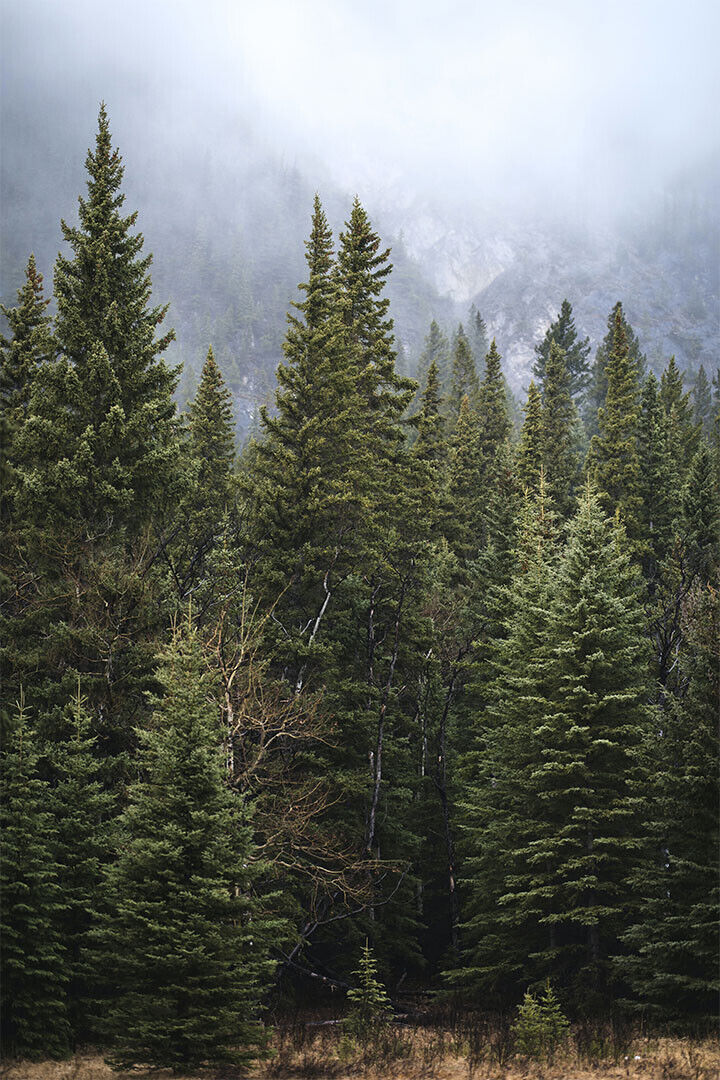 Forest Of Pine Trees Nature Landscape Poster Wall Art Print Home Wall Decor - xonomax