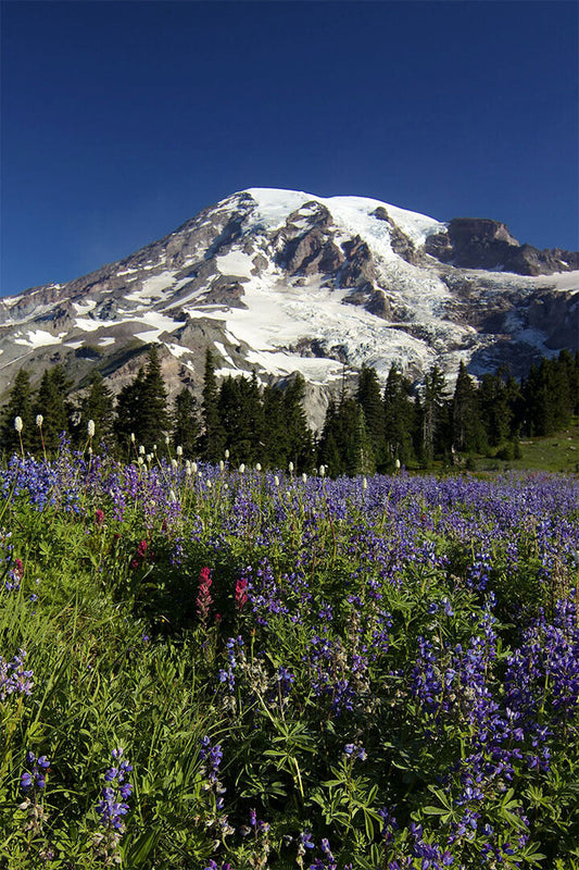 Wonderful Mount Rainier Landscape Nature Poster Wall Art Print Home Wall Decor