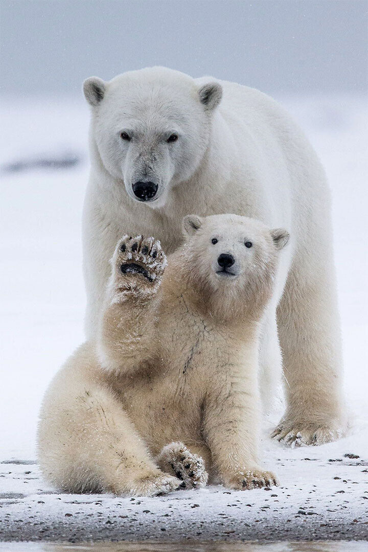 Polar Bears Animals Polar Love Mother Cub Poster Wall Art Print Home Wall Decor - xonomax