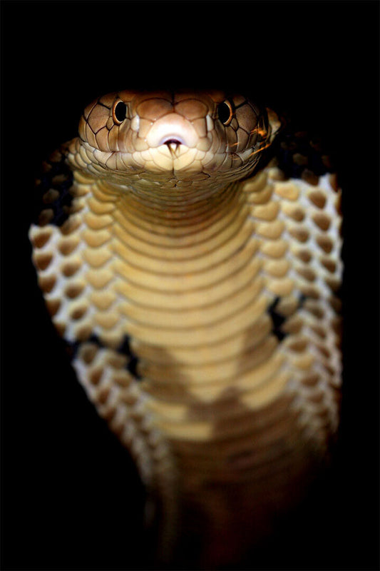 Reptile Snake Cobra Animal Wild Poster Wall Art Print Home Wall Decor - xonomax
