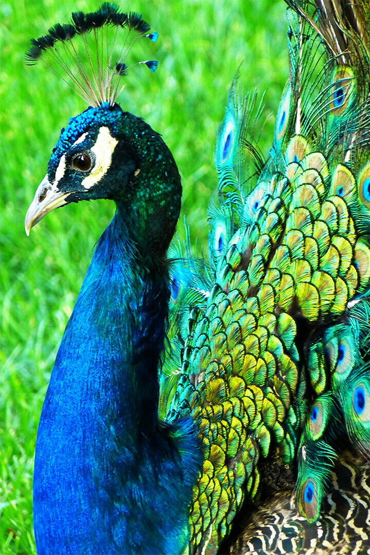 Peacocks Colorful Feathered Bird Poster Wall Art Print Home Wall Decor - xonomax