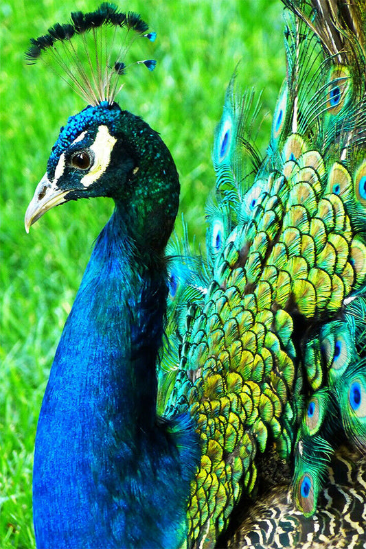 Peacocks Colorful Feathered Bird Poster Wall Art Print Home Wall Decor - xonomax