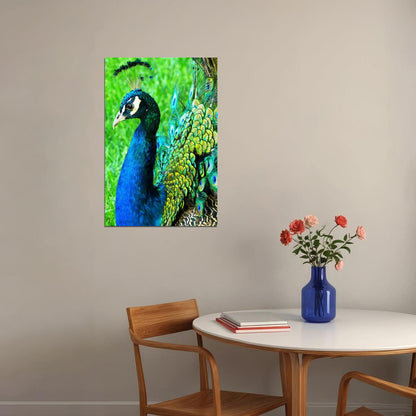 Peacocks Colorful Feathered Bird Poster Wall Art Print Home Wall Decor - xonomax