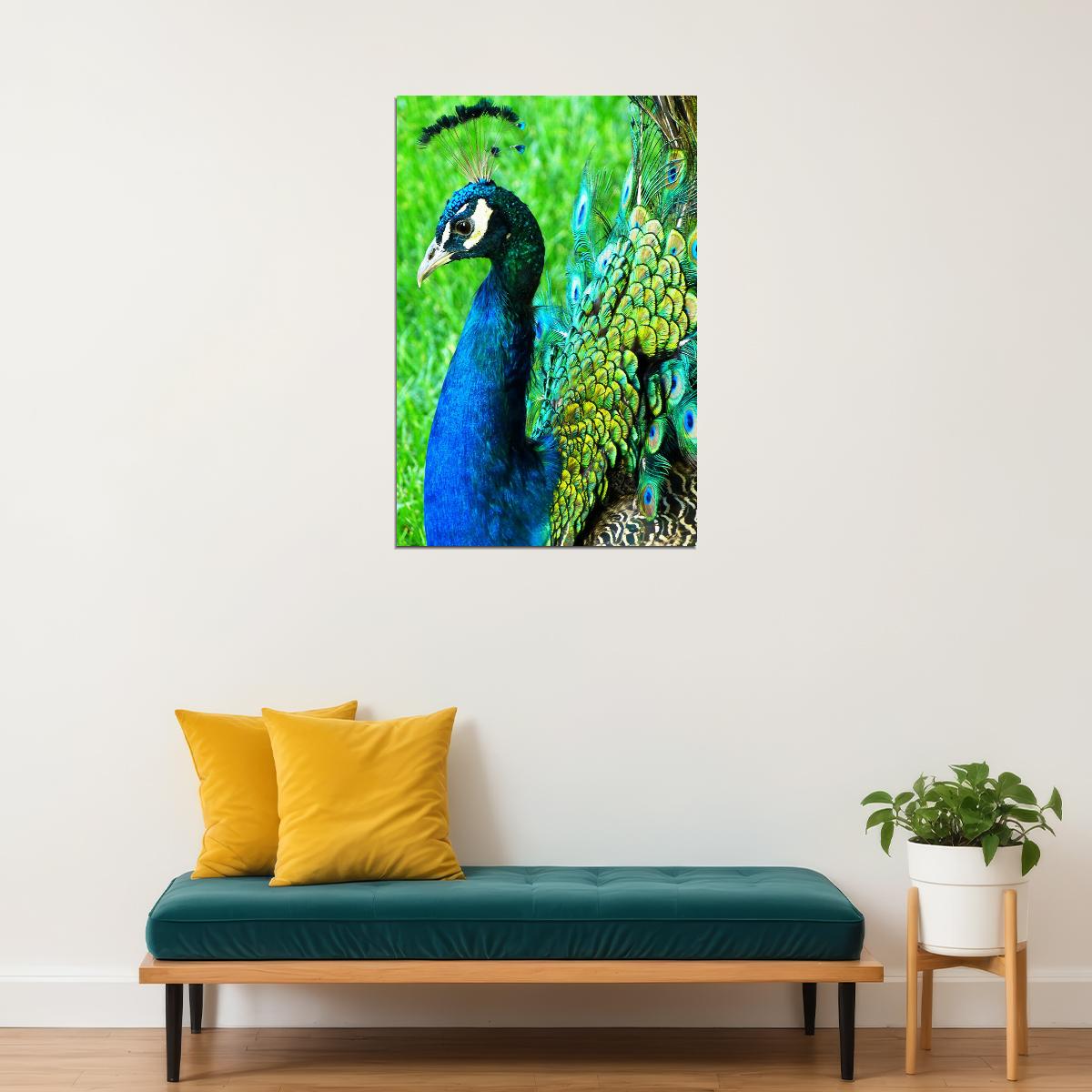 Peacocks Colorful Feathered Bird Poster Wall Art Print Home Wall Decor - xonomax