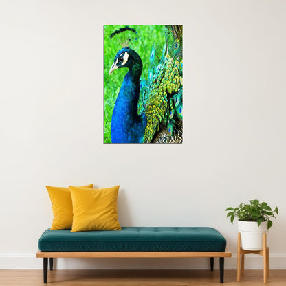 Peacocks Colorful Feathered Bird Poster Wall Art Print Home Wall Decor - xonomax