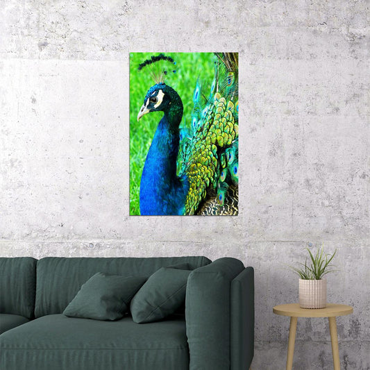 Peacocks Colorful Feathered Bird Poster Wall Art Print Home Wall Decor - xonomax