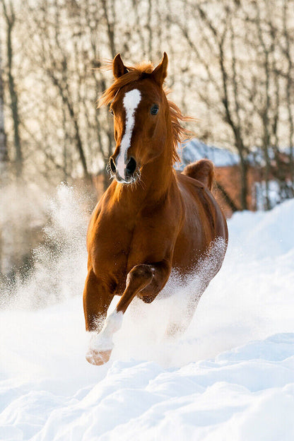 Horses Running On The Snow Quick Animal Poster Wall Art Print Home Wall Decor - xonomax