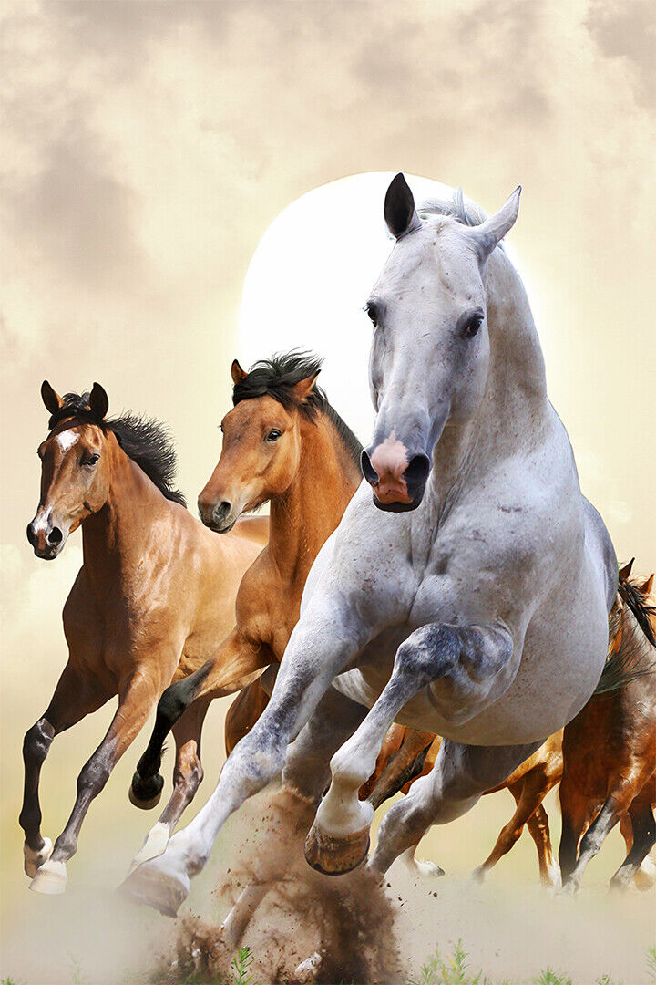 Horses Running Quick Animal Photo Poster Wall Art Print Home Wall Decor - xonomax