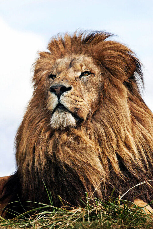 Wild Lion Big Head Sitting Cat Poster Wall Art Print Home Wall Decor - xonomax
