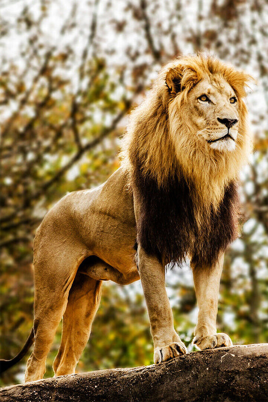 Wild Lion Dangerous Nature Big Animals Poster Wall Art Print Home Wall Decor - xonomax