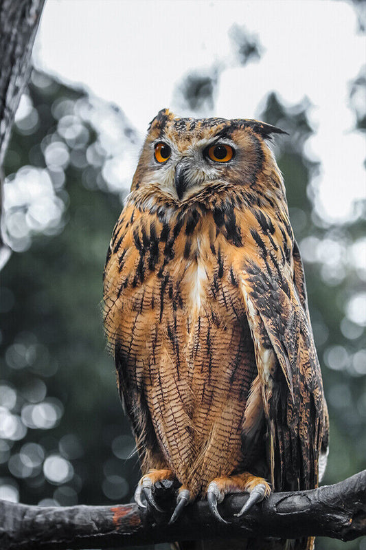 Proud Owl Sitting On Tree Branch Poster Wall Art Print Home Wall Decor - xonomax
