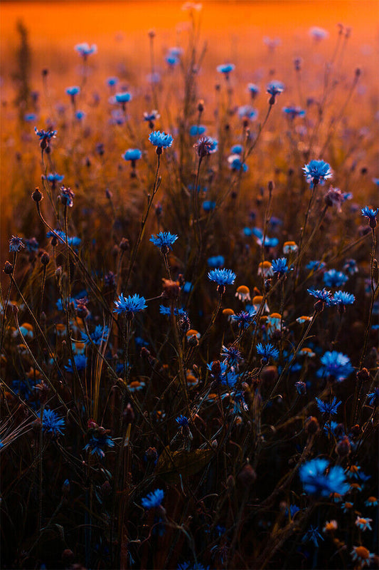 Tilt Shift Lens Photo Of Blue Flowers Poster Wall Art Print Home Wall Decor - xonomax