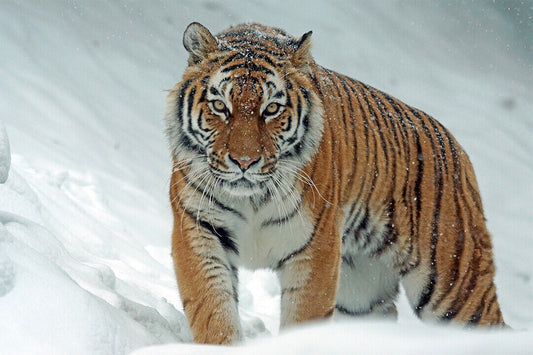 Wild Animals Tiger At Snow Poster Wall Art Print Home Wall Decor - xonomax