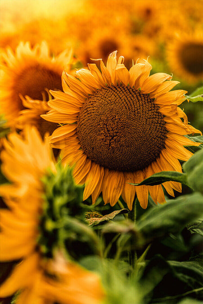 Yellow Sunflower In Close Up Photography Poster Wall Art Print Home Wall Decor