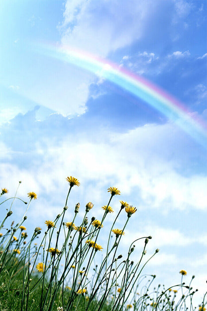 Clear Sky Rainbow Field Of Flowers Poster Wall Art Print Home Wall Decor - xonomax