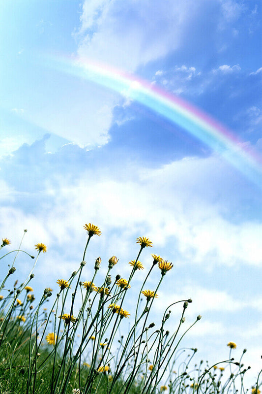Clear Sky Rainbow Field Of Flowers Poster Wall Art Print Home Wall Decor - xonomax