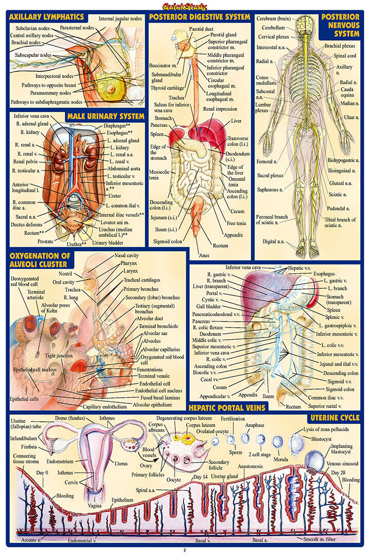 Poster - Human Anatomy Body Map Healthy Poster Wall Art Print Home Wall ...