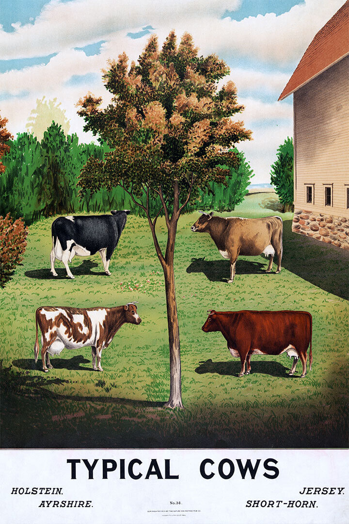 Holstein Ayrshire Typical Cows Are Grazing Poster Wall Art Print Home Wall Decor - xonomax