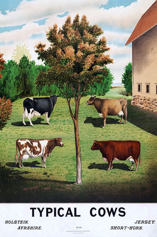 Holstein Ayrshire Typical Cows Are Grazing Poster Wall Art Print Home Wall Decor - xonomax