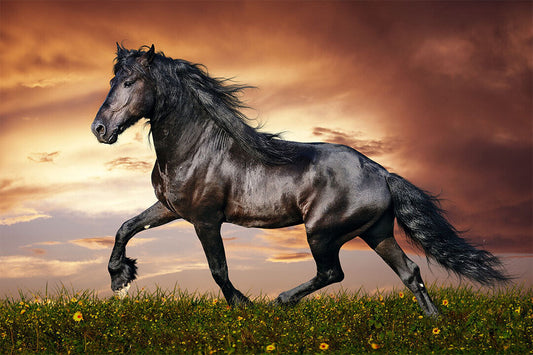 Black Horse Running Animals Mammal Poster Wall Art Print Home Wall Decor - xonomax