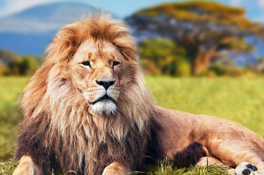 Wild Lion Dangerous Animals Nature Poster Wall Art Print Home Wall Decor - xonomax