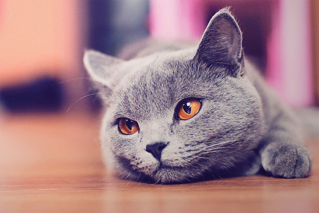 Gray Cat Lying On The Floor Wild Animal Nature Life Poster Wall Art Print Home Wall Decor - xonomax