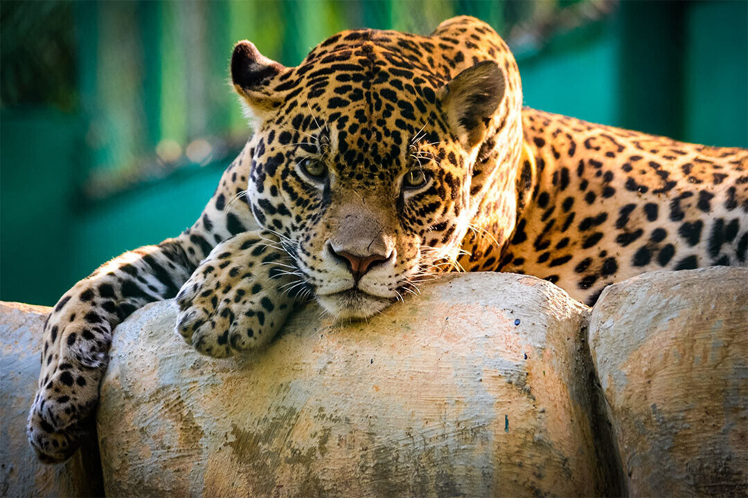 Leopard On Stone Wild Animal Life Poster Wall Art Print Home Wall Decor - xonomax