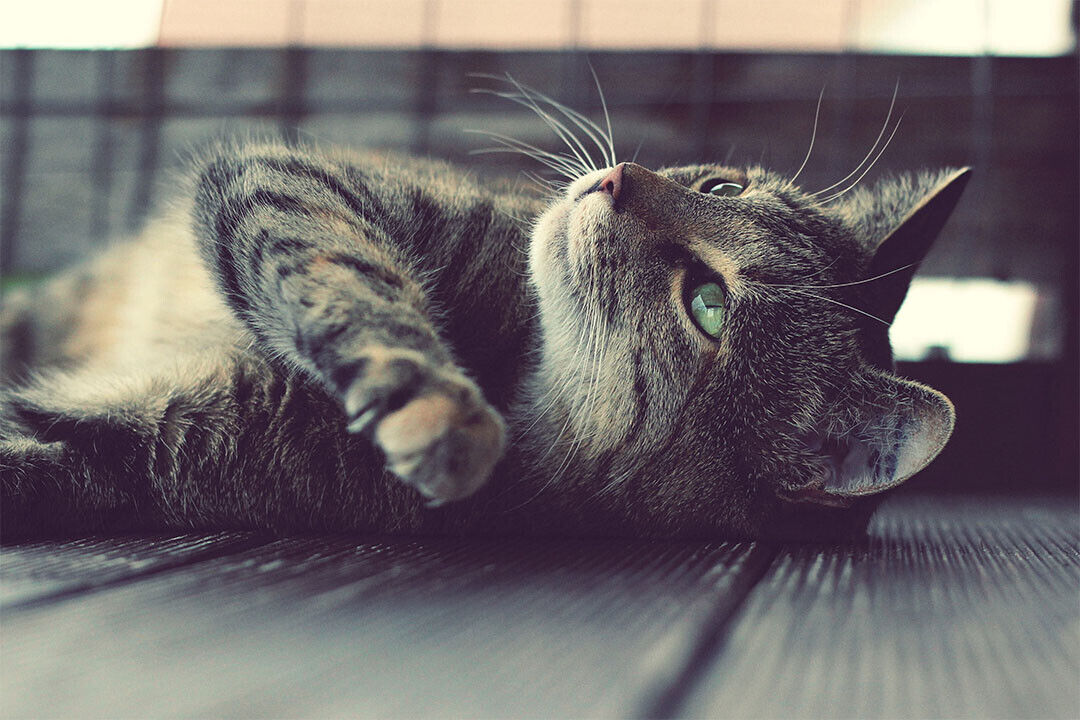 Cute Cat On The Ground Funny Animals Poster Wall Art Print Home Wall Decor - xonomax