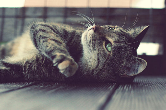 Cute Cat On The Ground Funny Animals Poster Wall Art Print Home Wall Decor - xonomax