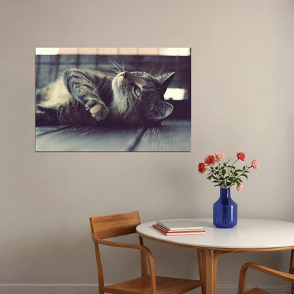 Cute Cat On The Ground Funny Animals Poster Wall Art Print Home Wall Decor - xonomax