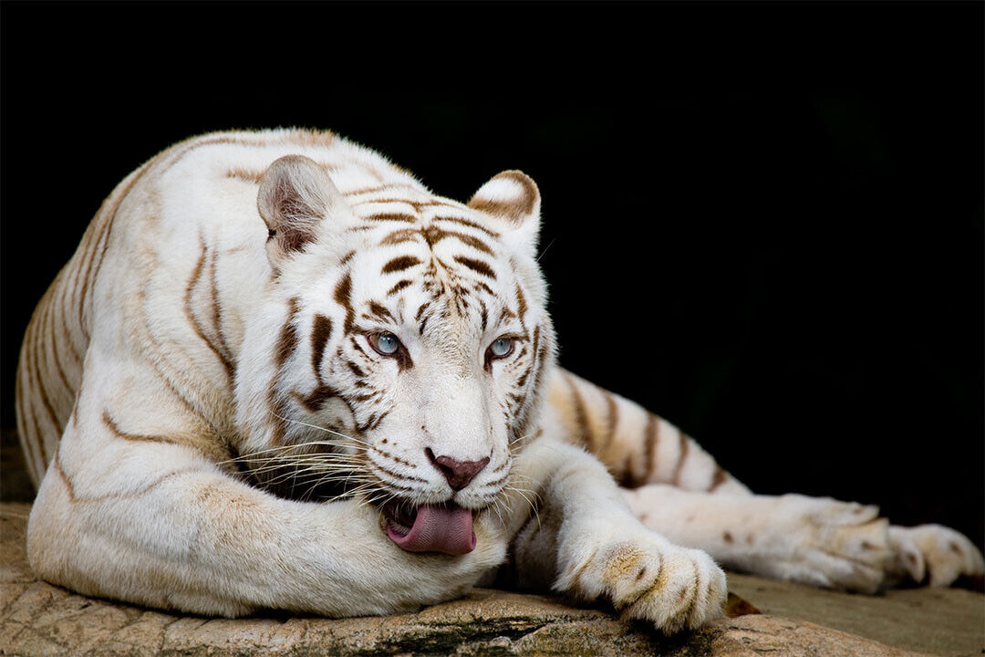 White Tiger Licking Its Paw Wild Animals Poster Wall Art Print Home Wall Decor - xonomax