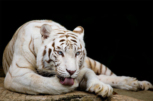 White Tiger Licking Its Paw Wild Animals Poster Wall Art Print Home Wall Decor - xonomax