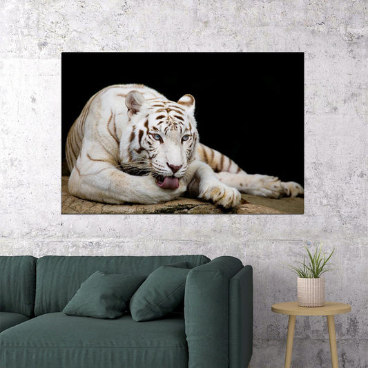 White Tiger Licking Its Paw Wild Animals Poster Wall Art Print Home Wall Decor - xonomax