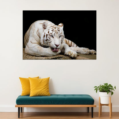 White Tiger Licking Its Paw Wild Animals Poster Wall Art Print Home Wall Decor - xonomax