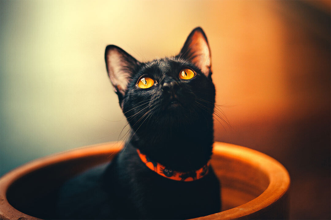 Black Cat In A Flower Pot Funny Animals Poster Wall Art Print Home Wall Decor - xonomax