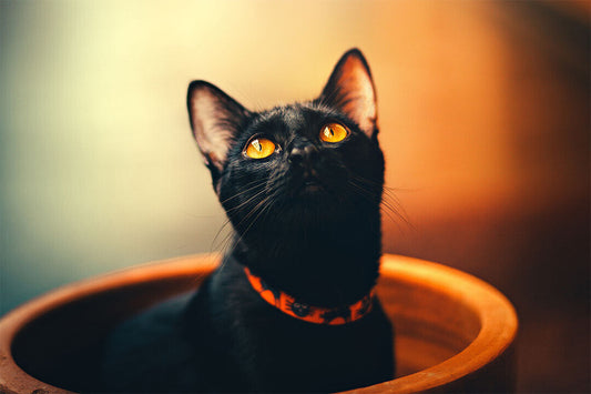 Black Cat In A Flower Pot Funny Animals Poster Wall Art Print Home Wall Decor - xonomax