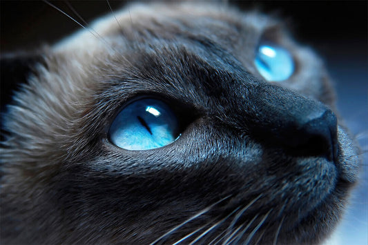 Blue Eyes Cat Looking Up Mammal Animals Poster Wall Art Print Home Wall Decor - xonomax