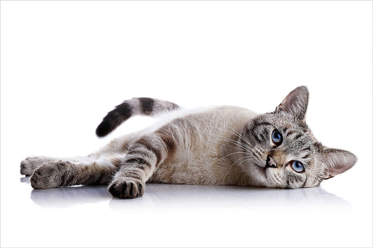 Cute Cat Lying Down Animals Wild Life Poster Wall Art Print Home Wall Decor - xonomax