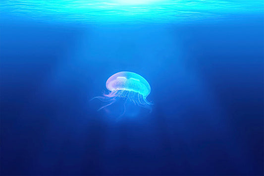 Jellyfish Underwater Water Animals Sea Landscape Poster Wall Art Print Home Wall Decor