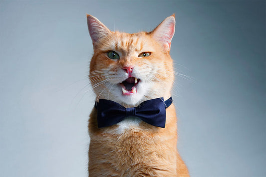 Cute Cat With Bow Tie Meows Funny Animals Poster Wall Art Print Home Wall Decor - xonomax
