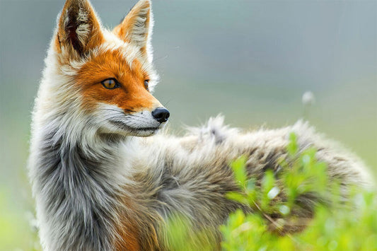 Cute Fox Watching Around Wild Animals Poster Wall Art Print Home Wall Decor - xonomax
