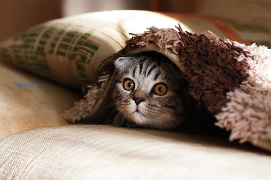 Cute Cat Hiding Domestic Animals Poster Wall Art Print Home Wall Decor - xonomax