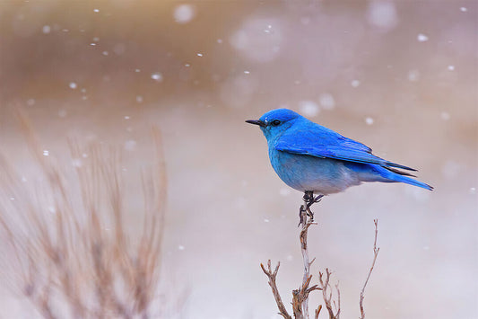 Bluebird Snowing Cuta Animals Landscape Poster Wall Art Print Home Wall Decor - xonomax