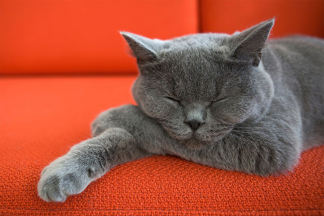 Cute Gray Cat Sleeping Animals Nature Life Poster Wall Art Print Home Wall Decor - xonomax