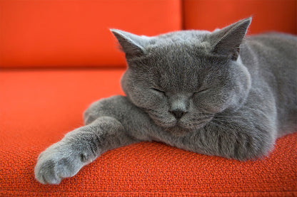 Cute Gray Cat Sleeping Animals Nature Life Poster Wall Art Print Home Wall Decor - xonomax