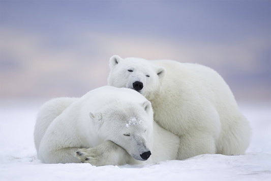 Polar Bears Mammal Animals Polar Love Poster Wall Art Print Home Wall Decor - xonomax