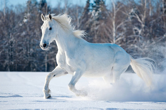 White Horse Running Snow Animals Mammal Poster Wall Art Print Home Wall Decor - xonomax