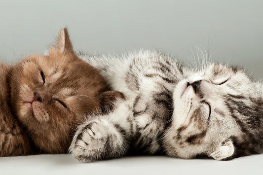 Cute Colorful Kittens Cat Sleeping Animals Poster Wall Art Print Home Wall Decor - xonomax