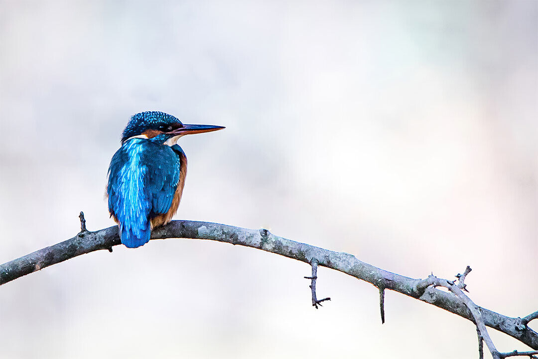 Kingfisher Bird Standing On Branch Animals Poster Wall Art Print Home Wall Decor - xonomax